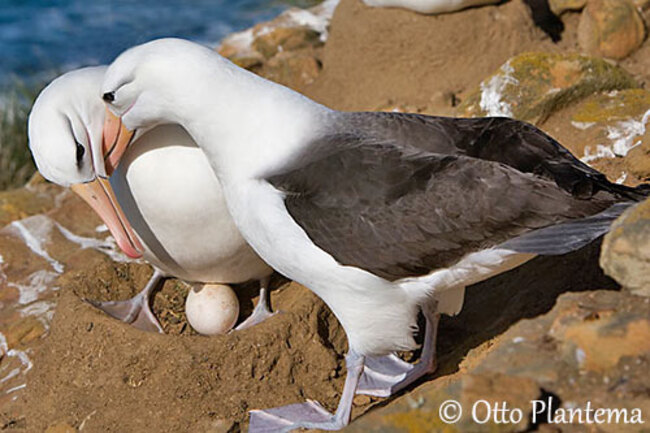 Les albatros, seigneurs des mers : une conférence de l'Association Culturelle Châtillonnaise