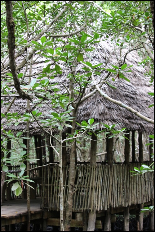 Jozani forêt, Zanzibar. La mangrove. Octobre 2023.