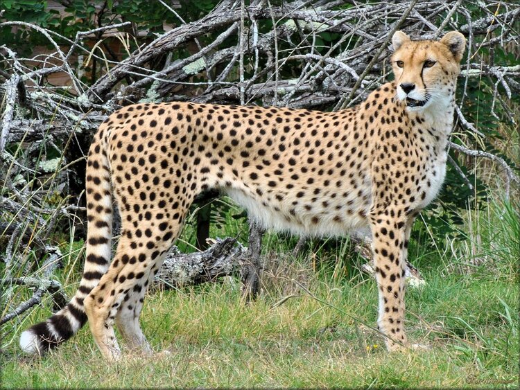 Photo de Guépard du Zoo de Pessac (gironde)