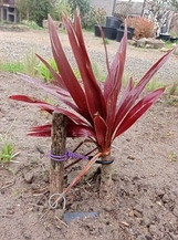 cordyline obtecta super star 'Albatross'