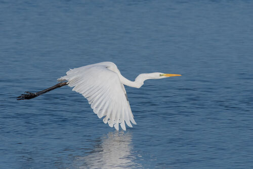 GRANDE AIGRETTE