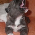 Chiot husky 2 semaines