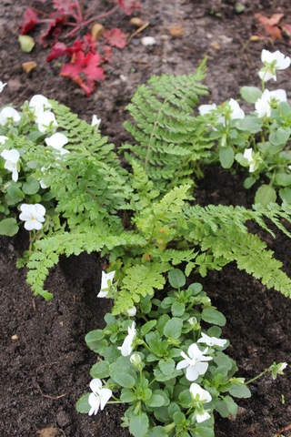 fougère Polystichum setiferum