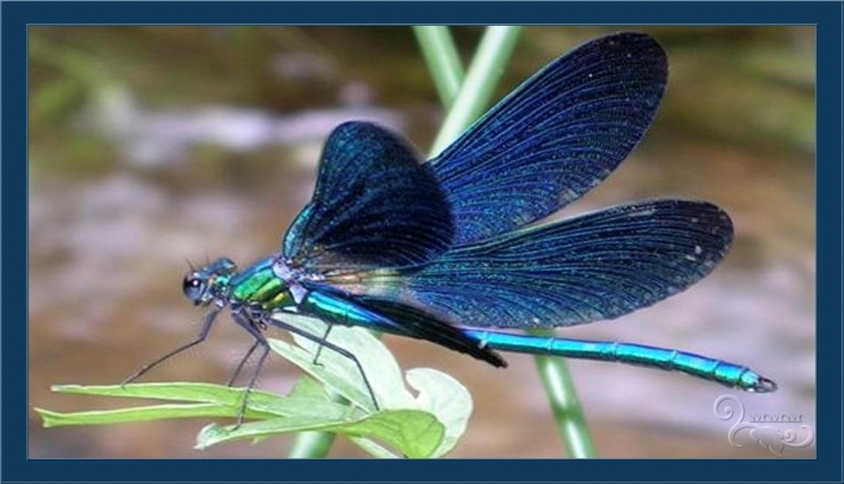 CABALLITO DEL DIABO AZUL