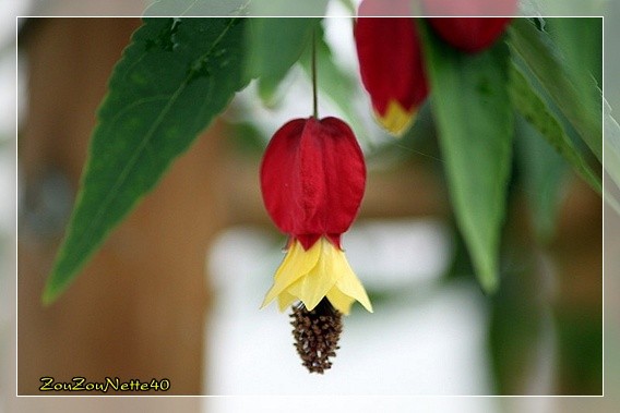 ABUTILON-1-.jpg