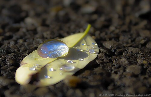 une goutte de lumière - novembre 2016