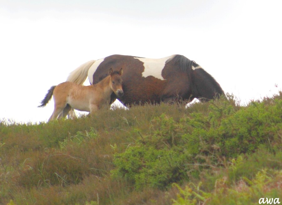 Grande rando dans les Pyrénées à la recherche des Pottoks (3)