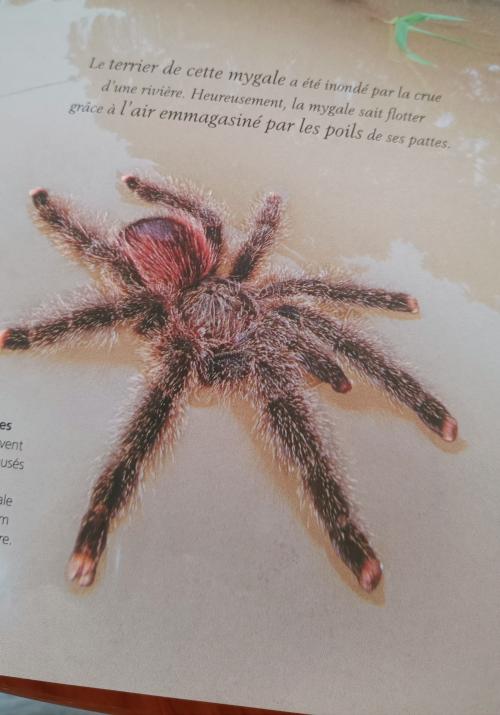 les araignées