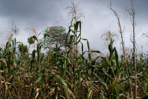 Milpa traditionnelle à Malinaltepec, Guerrero, Mexique (Photo : Prometeo Lucero) Milpa traditionnelle à Malinaltepec, Guerrero, Mexique (Photo : Prometeo Lucero)
