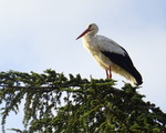 La preuve par une belle cigogne de passage 1...27.08.2022...