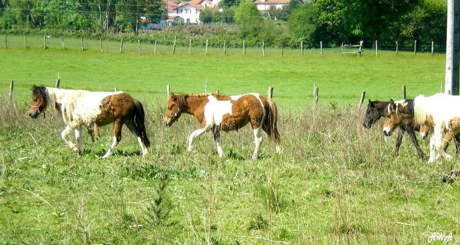 FIN FOND DU PAYS BASQUE...PAYS DES POTTIOKS