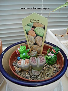 lithops001