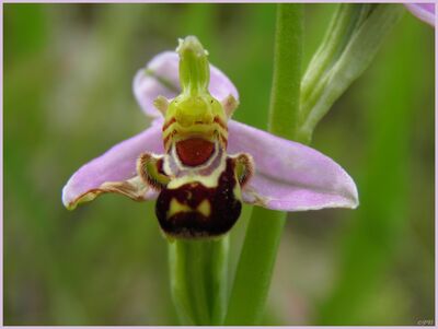 Ophrys abeille