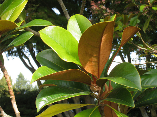 Fleurs cultivées : Magnolia