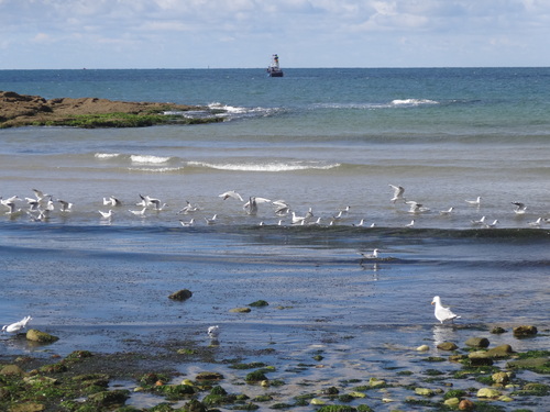 Mouettes, gris et goelands de jean Richepin