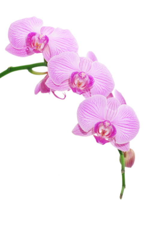 Orchidées / 2