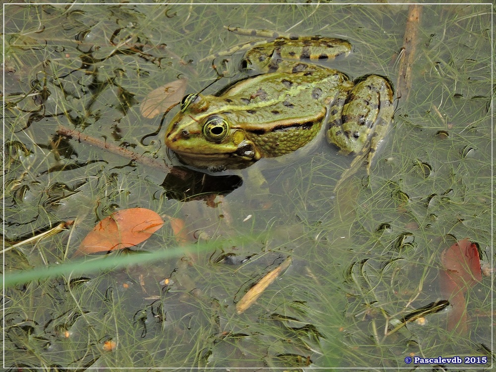 Réserve ornitho du Teich - Mai 2015