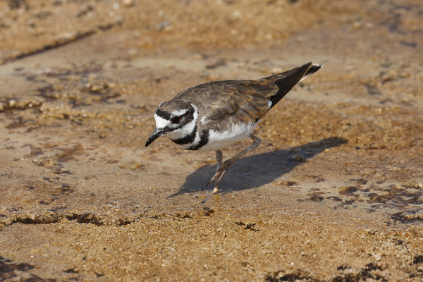 Kildeer - Mammoth Hot Springs