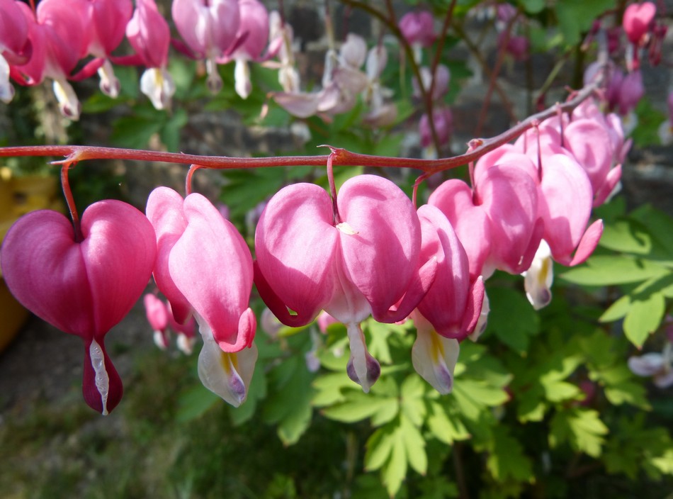 Mes dernières fleurs d'avril 