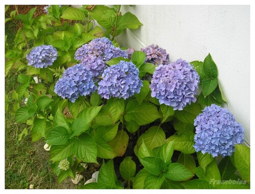 fleurs du jardin