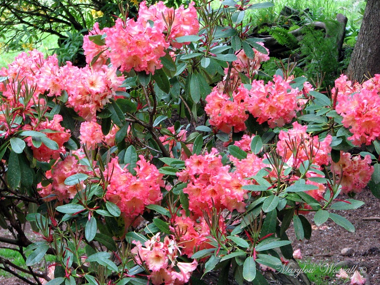Azalée ou rhododendron : Comment faire la différence ?