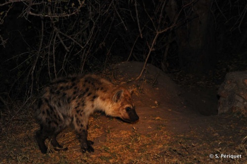 hyaena