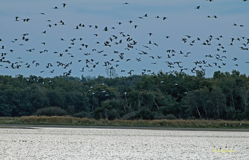 Arrivée des grues cendrées