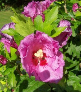 hibiscus-russianviolet