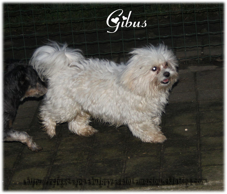Photos du 06/12/12 - Gibus