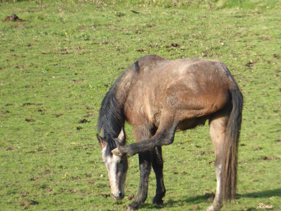 Une petite balade vers Cellefroin,