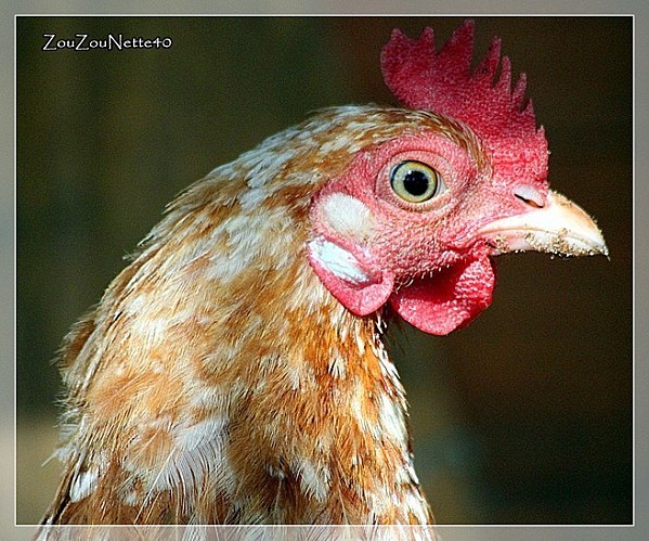 POULE-N--7--.jpg