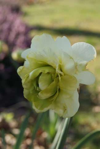 Narcisse double Obdam