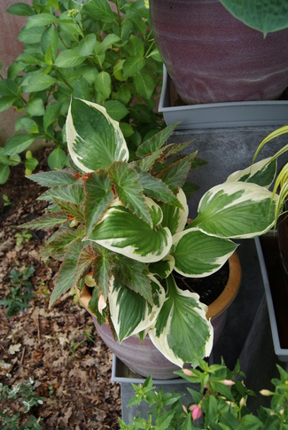 hosta et begonia pendula blanc