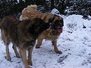 promenade neige 9 01 10 (73) [Résolution de l'écran]