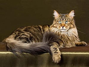 maine-coon