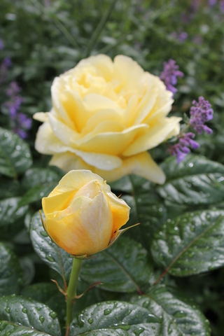 rose jaune 'Michelangelo' de Meilland