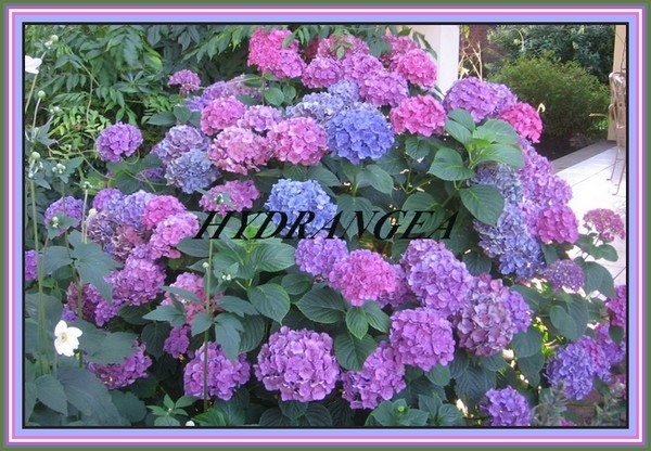 hydrangea-2