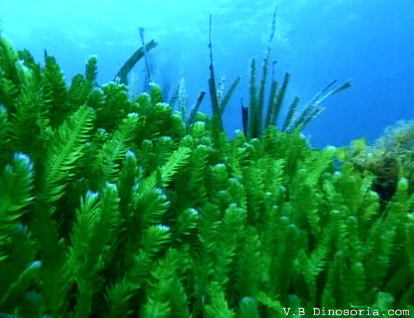 Caulerpa taxifolia