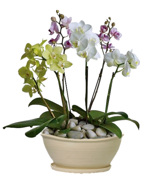 Orchidées vase panier etc