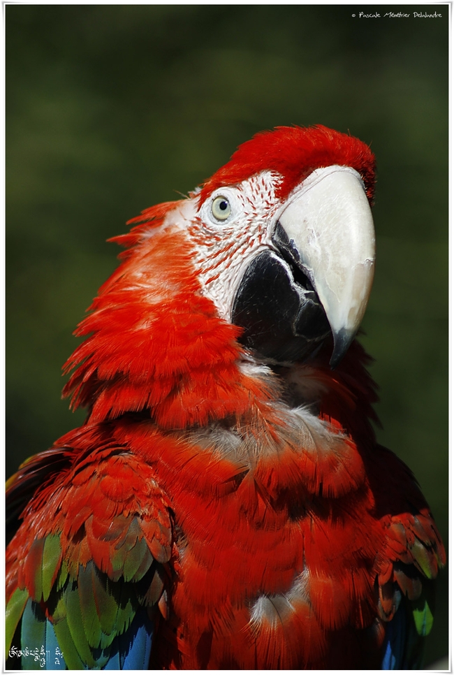 Ara chloroptère - Ara chloropterus - Red-and-green Macaw