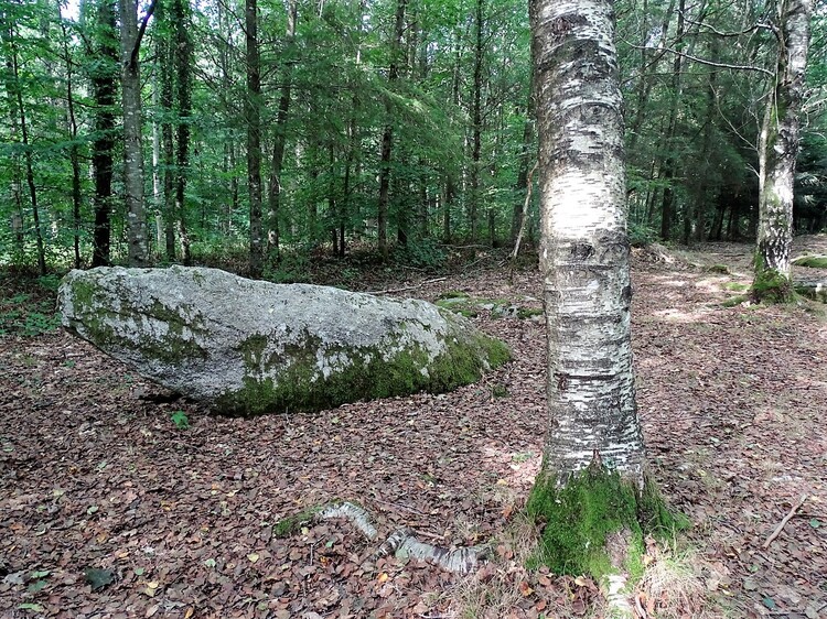 Les alignements de Cernevec - Forêt de Florange Camors - Les alignements