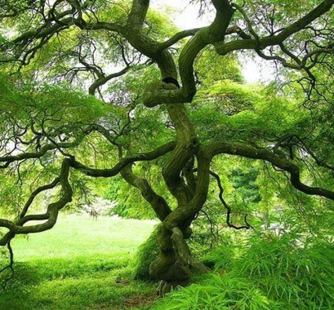 arbre araignee japon