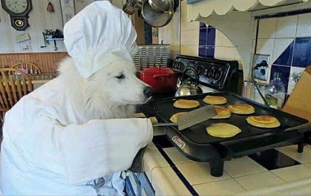 Résultat de recherche d'images pour "chien qui cuisine"