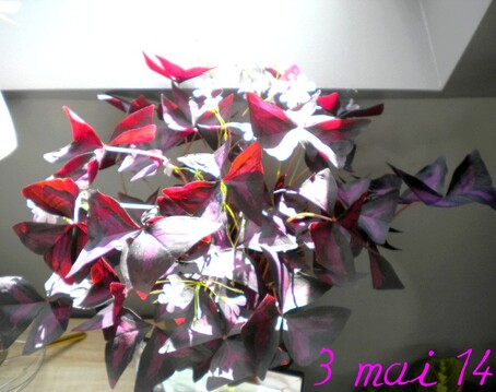 Oxalis triangularis