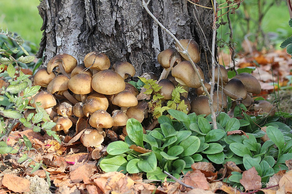 L'évolution de l'habitat des lutins