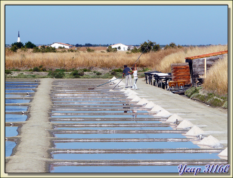 Salines et Paludiers - Ars-en-Ré - Ile de Ré - 17