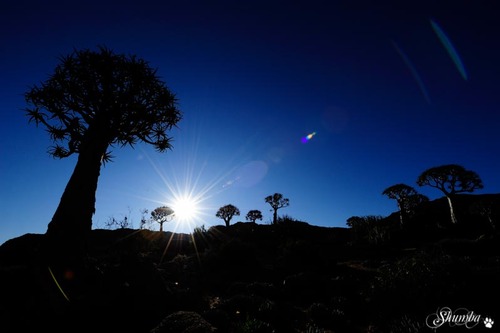 Goegap Nature Reserve, a quiver tree paradise