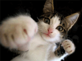 chat-boxe.gif