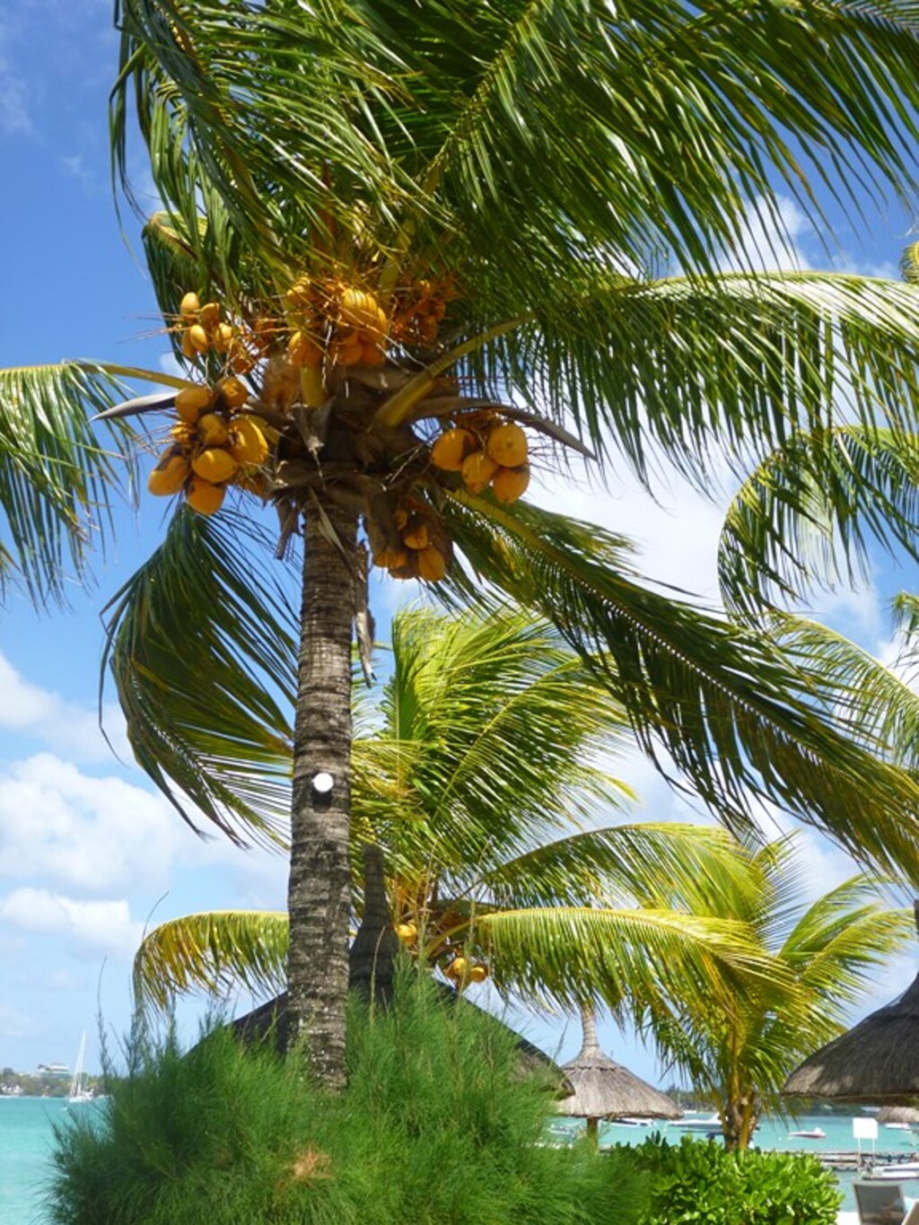 ILE MAURICE - HOTEL VERANDA - GRAND BAIE