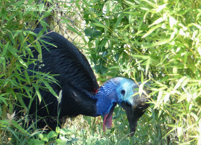 Le parc de Villars les Dombes - Oiseaux divers - 6